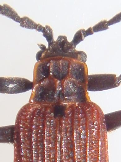 ベニベニちゃん(確認用) ベニ