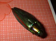 109.jpg