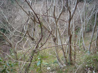 89.jpg