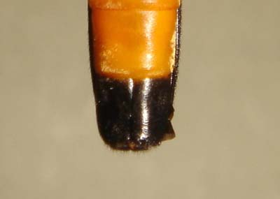 105.jpg