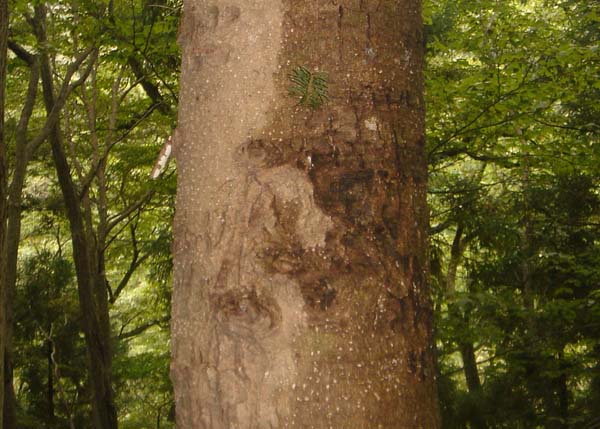 93.jpg