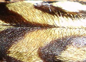 86.jpg